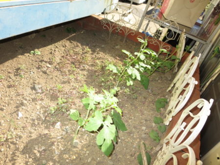 店舗前の花壇に植えたスイカがだいぶ育ちました 川崎のリサイクルショップグッドプライス 川崎横浜の家具 家電 雑貨各種買取 査定